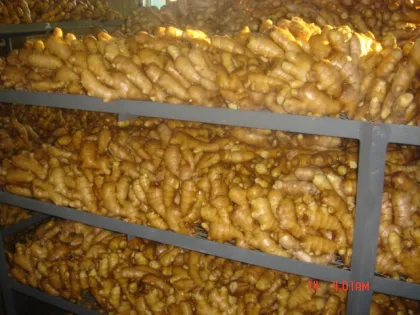 Air Dry Fresh Ginger New Harvest