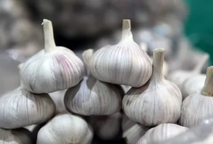White garlic used to make minced slices garlic