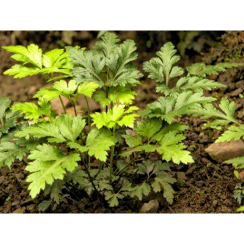 Goldthread Coptis Chinensis Huanglian Rhizoma Coptidis Root Wholesale Chinese Supplier Chinese Traditional Herb