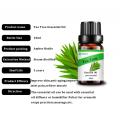 natural pure aromatheraphy Tea tree Essential oil for skin care