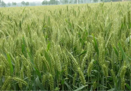 vital wheat gluten free flour