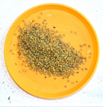 Heesterzaad Crotalaria Mucronata Seeds