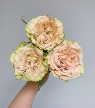 Shangguan Wan'er Rose Cream Pink Single-Headed Roses