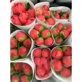 Paeonia Lactiflora প্রবাল সূর্যাস্ত