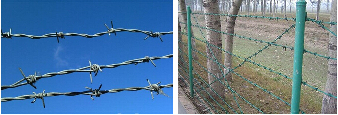 barbed wire 