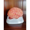 Modelo de anatomia cerebral humana