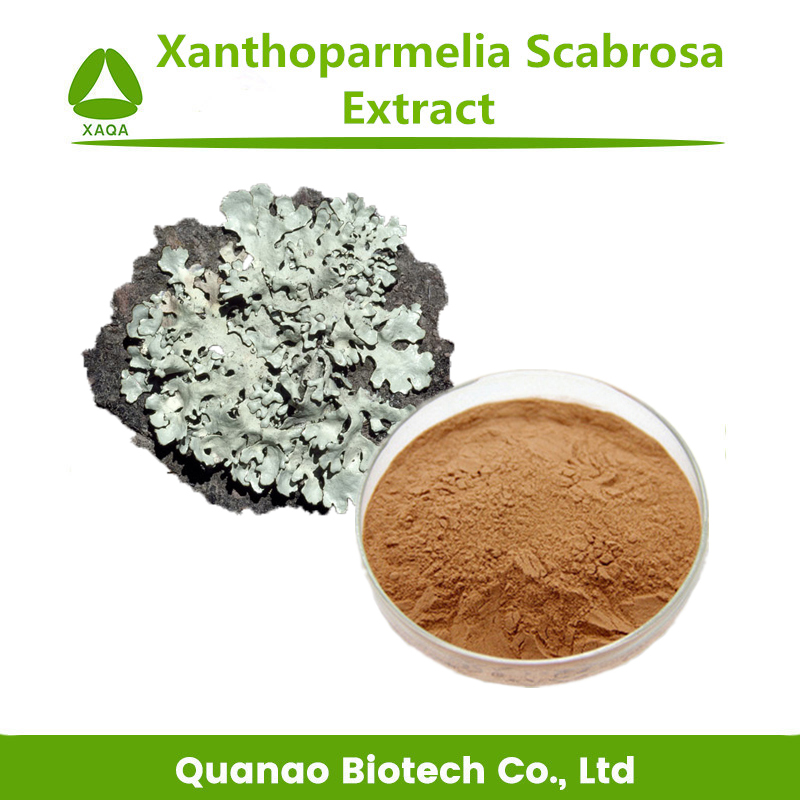 Extracto de liquen Xanthoparmelia Scabrosa Extracto en polvo 10: 1