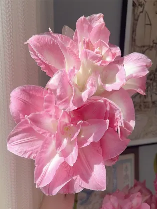 Lucky Angel Double Oriental Lily