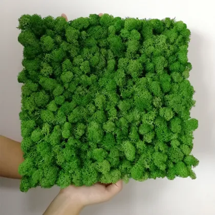 Real Iceland Moss Wholesale Moss Plate 30x30cm for Moss Art Panels