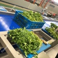 Frozen vegetable production line