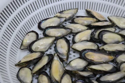 Frozen Shellfish Mussels High Quality