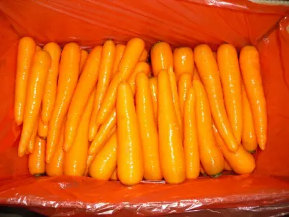 fresh carrot from shandong province