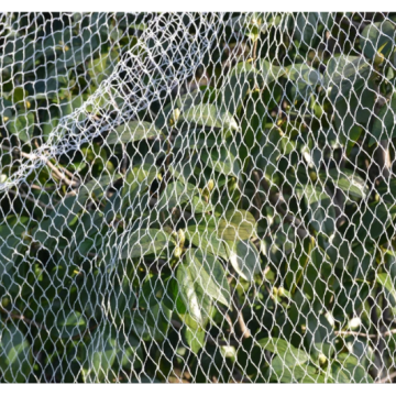 Red de captura de aves anti