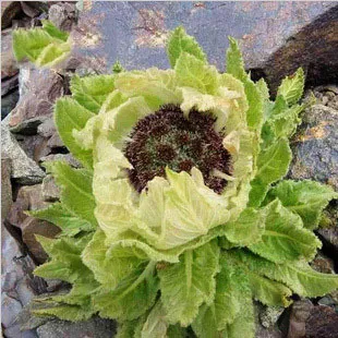 100% Natural Wild Saussurea Involucrata/Snow Lotus Dry Flower