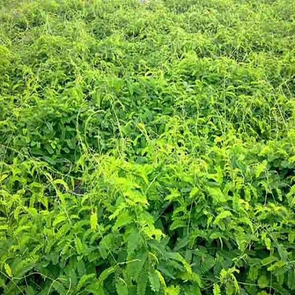 Organic Vine Tea Extract Powder for Liver Protection