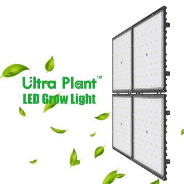 Green House Equipment 300W LED élèvent la lumière