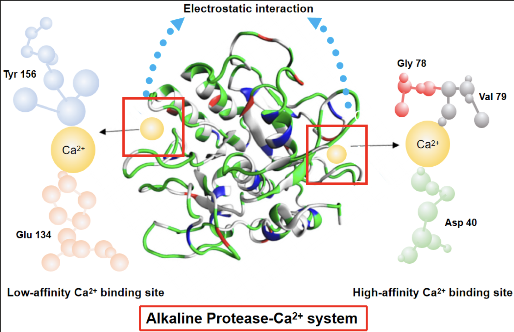 Alkaline Protease for Poultry Feed