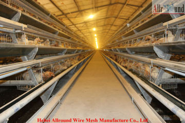 Professional poultry farm layer cage manufacturer  