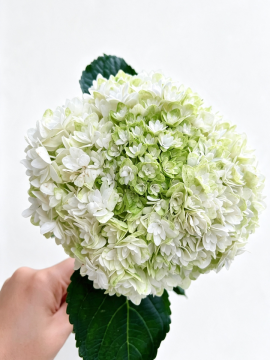 Fresh Princess Anne Double Hydrangea for Wedding Decor