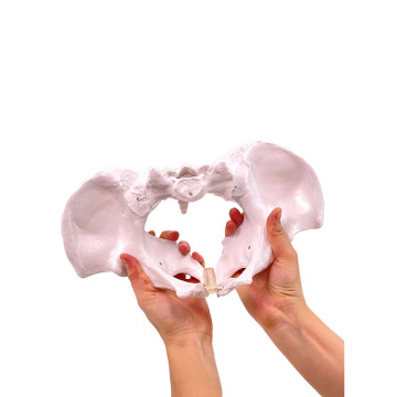 2024 High Quality PVC Plastic Pelvic Models - KRC Factory