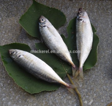 Frozen Fish Horse Mackerel WR For Africa