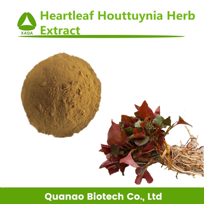 Heartleaf HoutTuynia Herb Extract Powder 10: 1