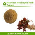 Heartleaf Houttuynia Herb استخراج مسحوق 10: 1