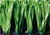 2016 Cricket synthetic turf