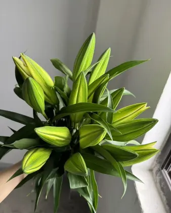 Vibrant Yellow Emperor Lily Fresh Flower