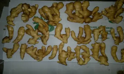 export fat fresh ginger