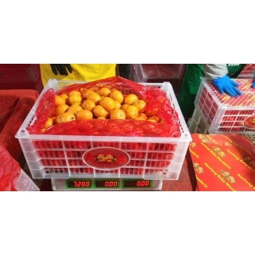 Fresh Mandarin – Millennium International Import & Export