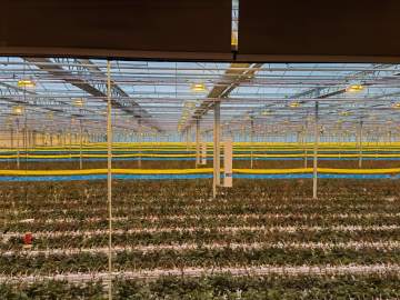 Plant LED Supplemental Lighting System