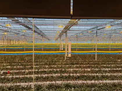 Plant LED Supplemental Lighting System