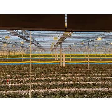 উদ্ভিদ LED সম্পূরক আলো সিস্টেম
