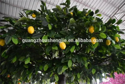 Trees/fake tree/artificial lemon tree