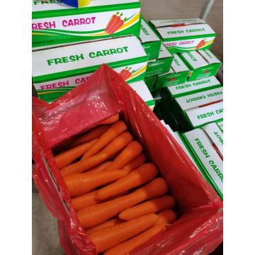 Fresh Big Long carrot carton packing