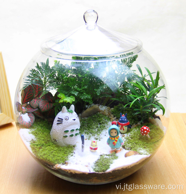 Các loại khác nhau Bình thủy tinh trong nhà trong suốt Terrarium