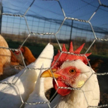 Grillage hexagonal galvanisé de poulet de petit trou