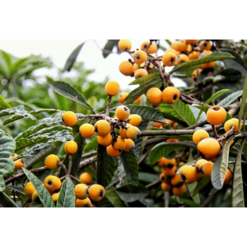 Premium Loquat Powder for Natural Cough Relief and Expectorant