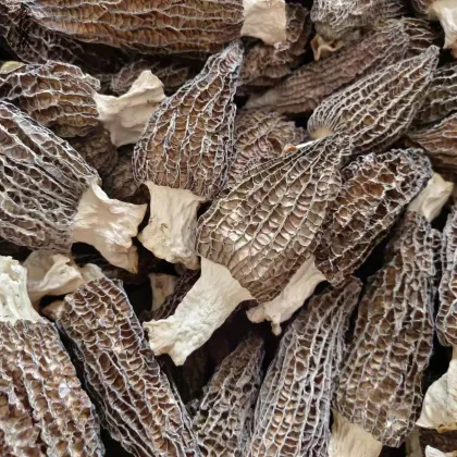 Yang Du Jun Dried Morel Mushrooms - Morchella Conica Esculenta Supplier