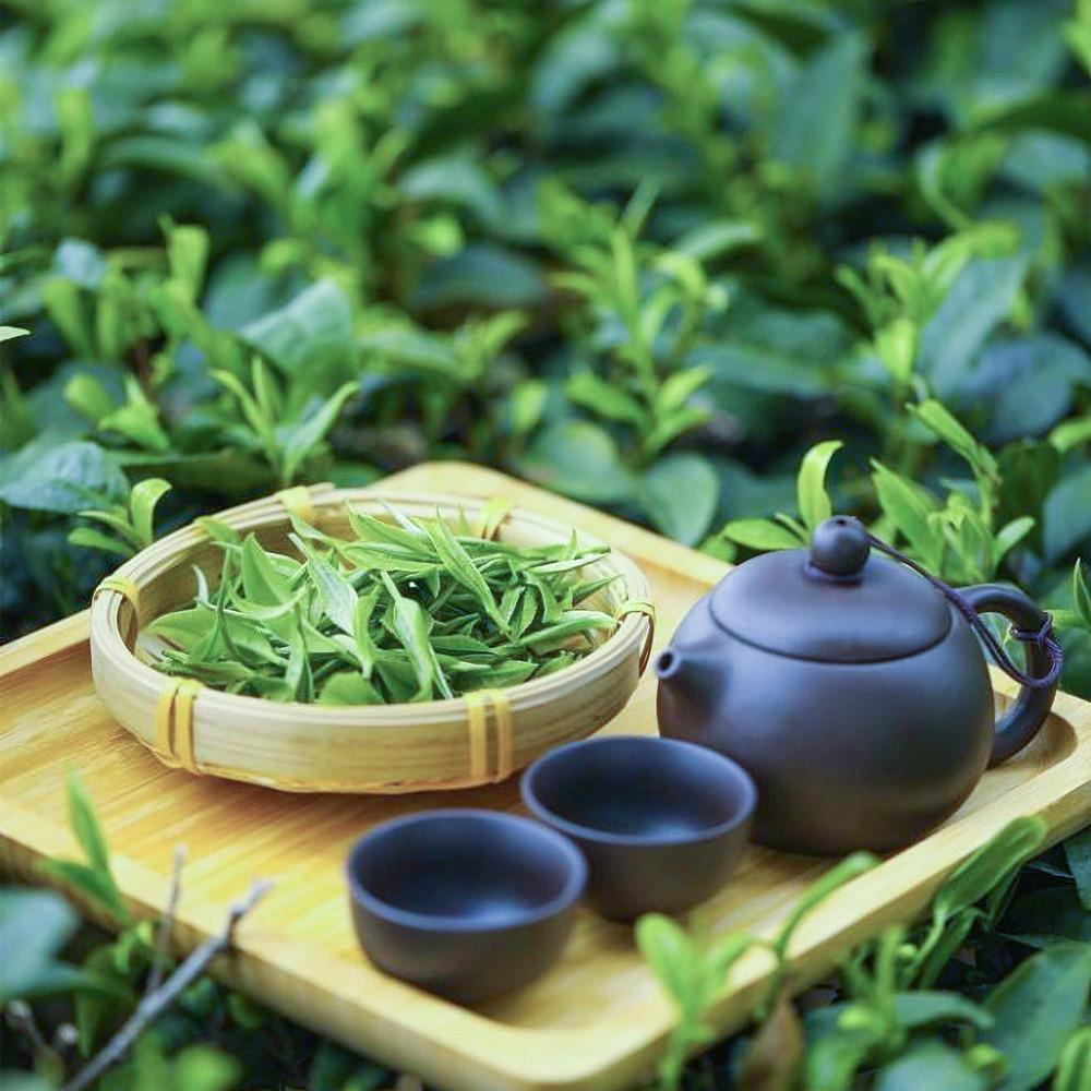 Green Tea Planting Management