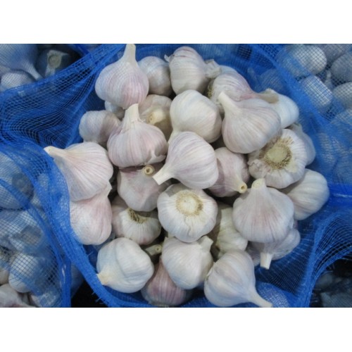 Cold Storage Fresh Normal Garlic In Bag