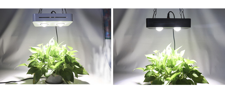 COB Grow light for seedlings