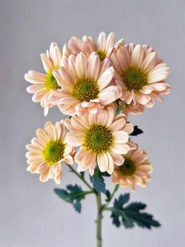 Spray chrysanthemum Aizhibin champagne