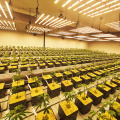 Luz de cultivo de LED cannabiss de 660 nm barato