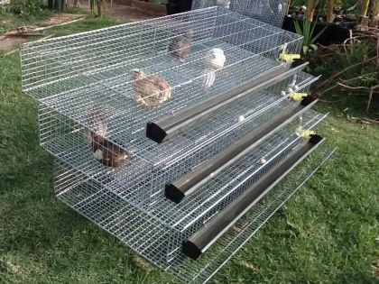 Quail breeding cage
