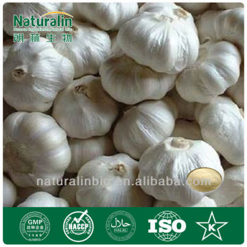 Garlic Extract 200:1 (Deodorized)