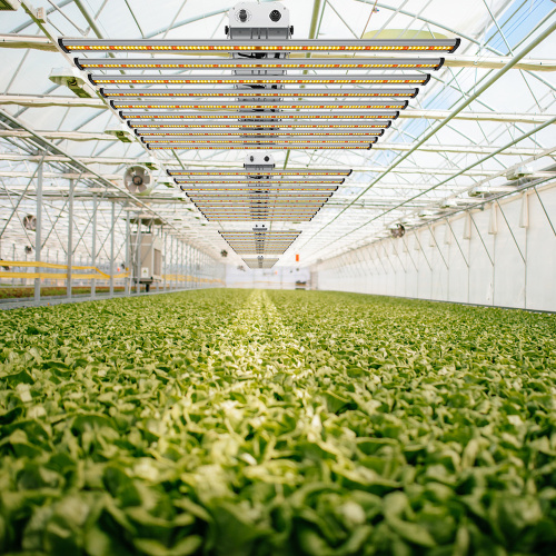 Schöne LED wachsen leicht günstigen Preis für Indoor