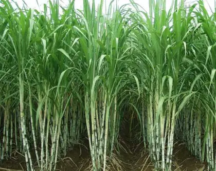 Command 480 EC clomazone