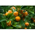 Natural Citrus Aurantium Extract Powder Hesperidin 95%